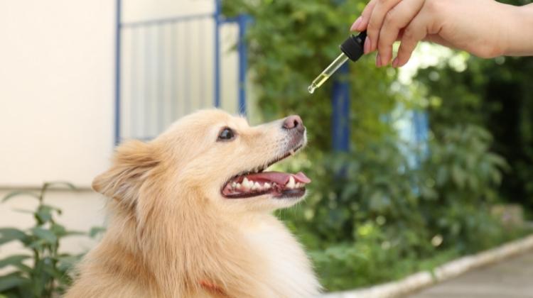 best cbd oil for dogs