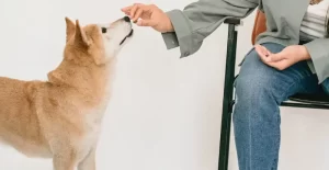 How to Introduce CBD Oil to Your Dog’s Routine? A Step-by-Step Guide