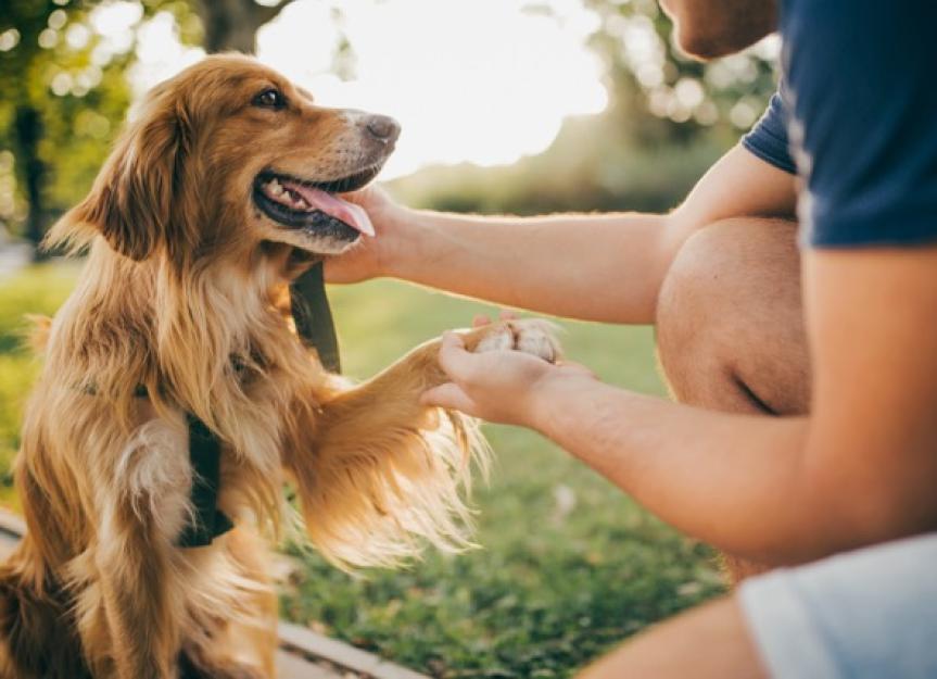 cbd for dogs